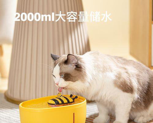 如何处理怀孕的宠物猫（宠物猫意外怀孕了）