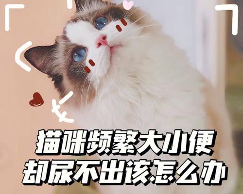 如何解决猫不拉屎的问题（换猫厕所是关键）