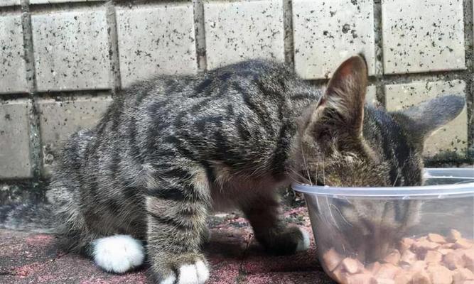 让宠物猫健康饮食（如何避免家猫吃虫子对身体健康的影响）