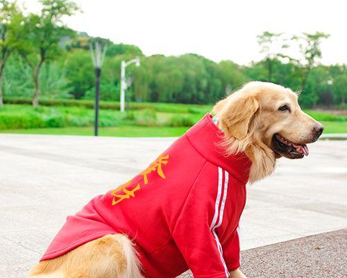 金毛犬怀孕期间应该注意的药品禁忌（宠物爱好者必看）