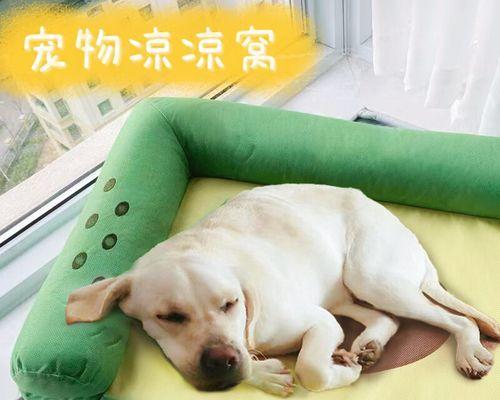 如何让金毛犬舒舒服服地吃药（掌握这些方法）