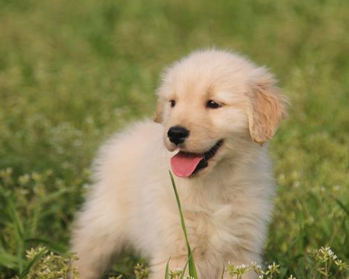 「宠物金毛幼犬打嗝的原因和处理方法」（为什么金毛幼犬会打嗝）