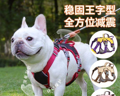 如何判断金毛幼犬的年龄（以宠物为主）