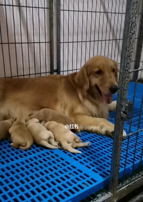 金毛幼犬换毛期的饮食指南（以宠物为主）