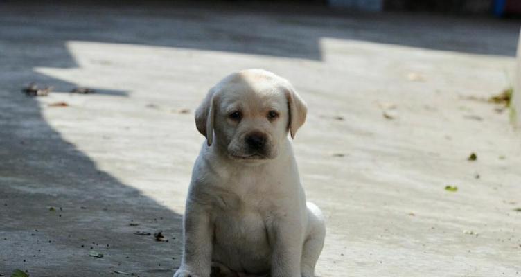 了解拉布拉多犬的特性和可供参考的训练方式（了解拉布拉多犬的特性和可供参考的训练方式）