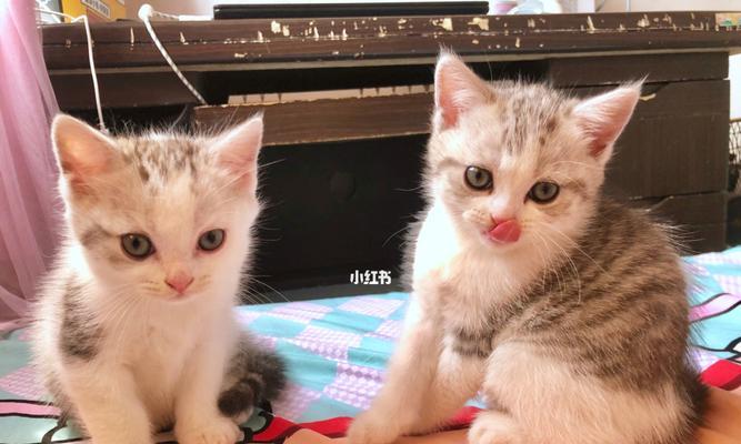 两个半月小猫的饮食（宠物猫的健康全靠正确的喂养）