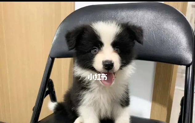 两个月大的边牧犬不吃狗粮怎么办（宠物主人必看的喂养指南）