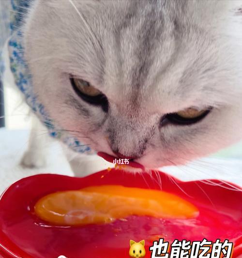 两个月猫咪能否吃鸡蛋（宠物猫是否适合食用鸡蛋）