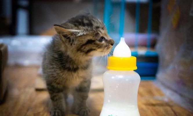 两个月小猫的饮食要点（从婴儿到成猫）