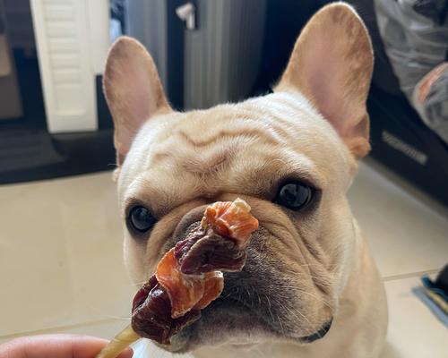 如何为两个月幼犬选择适合的零食（从食材到口感）