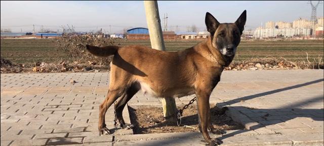 以马犬不知道怎么x，养宠物需谨慎（宠物爱好者必看）