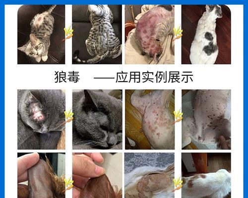 宠物猫脖子起癣如何治疗（掌握这些方法）