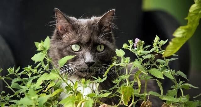 猫咪要远离这些有毒植物（宠物安全）