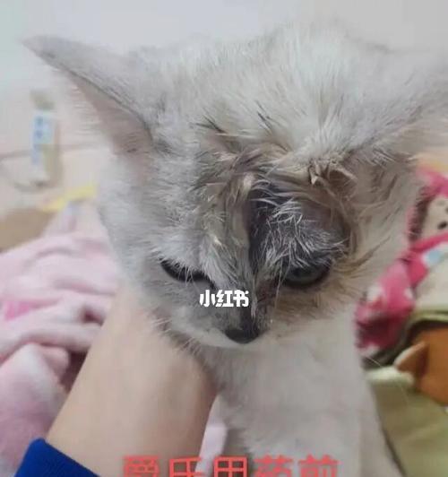 猫产后扎药指南（宠物妈咪们必看！如何给猫咪正确选择产后扎药）