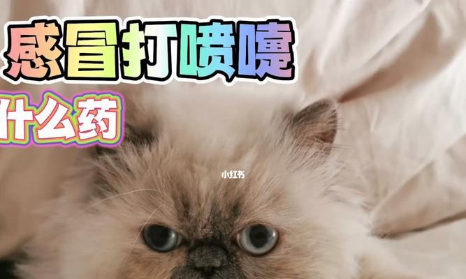 猫肠胃病怎么办（宠物医生教你如何选药治疗猫肠胃病）