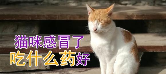 猫肠胃病怎么办（宠物医生教你如何选药治疗猫肠胃病）