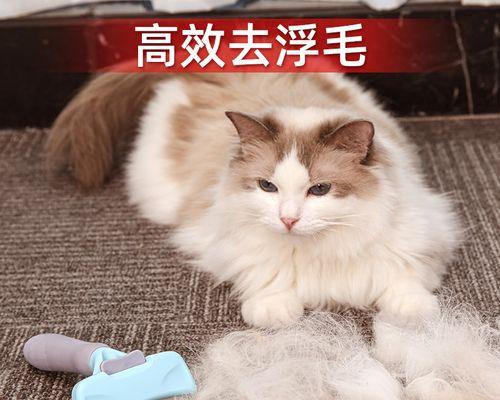 宠物猫的营养需求与毛发护理（以猫吃什么对毛发好为例）