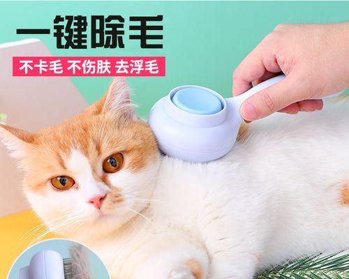 宠物猫的营养需求与毛发护理（以猫吃什么对毛发好为例）