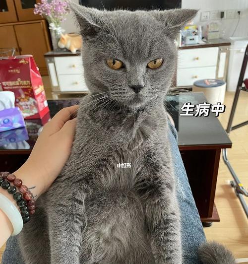 以猫传腹猫咪疼吗（探究猫传腹对猫咪的影响）