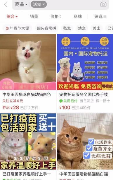 猫咪怀孕的时间和注意事项（掌握这些知识）