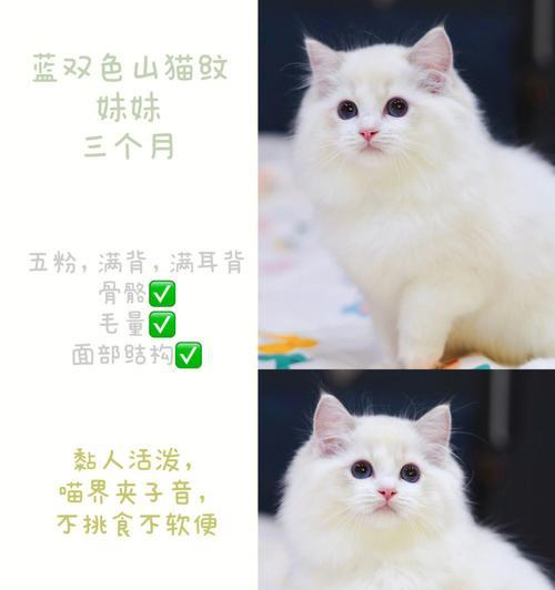 如何帮助猫咪顺利排便（以猫几天没拉屎为例）