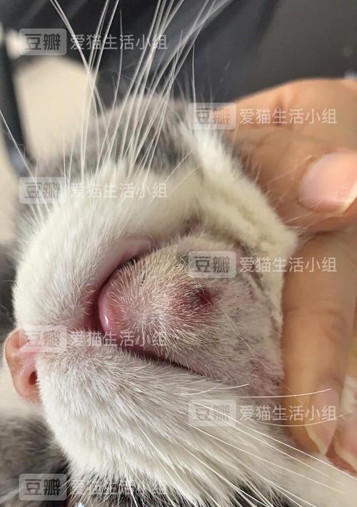 猫臼齿长在什么时候（了解猫的生长过程）