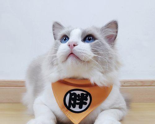 猫妈妈不带小猫怎么办？