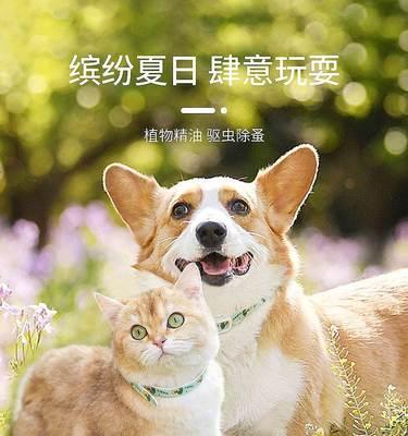 猫妈妈不带小猫怎么办？