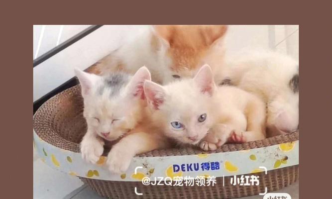 猫猫三个月需要打哪些疫苗（宠物养护必备知识）