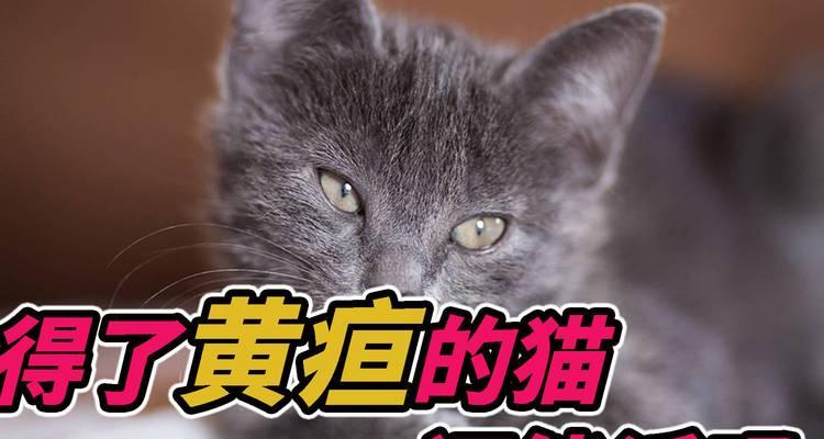 宠物猫猫得了黄疸，怎么办（黄疸病因）