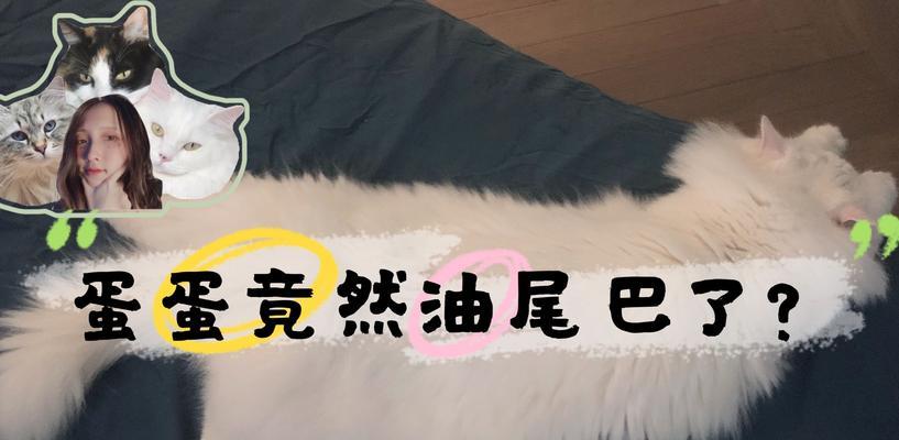 猫猫油尾巴怎么办？教你解决这个宠物难题！