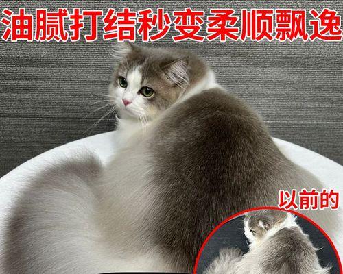 猫猫油尾巴怎么办？教你解决这个宠物难题！