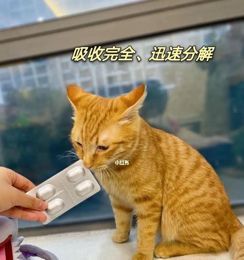 宠物止疼药全解析（以猫能吃什么止疼药为例）