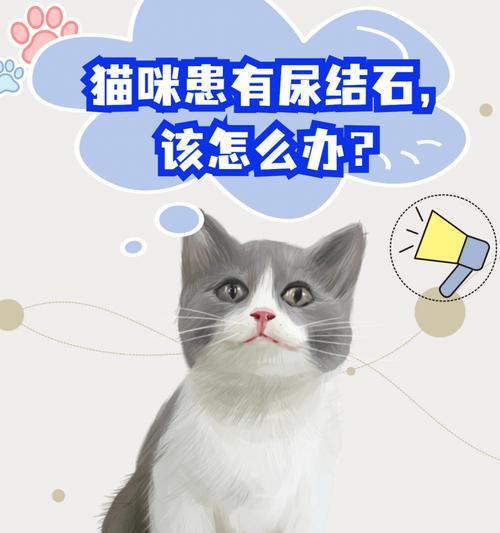 猫肾结石症状一览（了解猫肾结石）