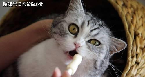 揭秘宠物猫绦虫感染的危害与防治（从身体到环境）