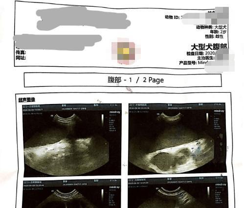 小狗生殖器出脓的原因及治疗方法（探究小狗生殖器出脓的症状）