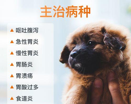 宠物肾衰竭（以狗狗为例）