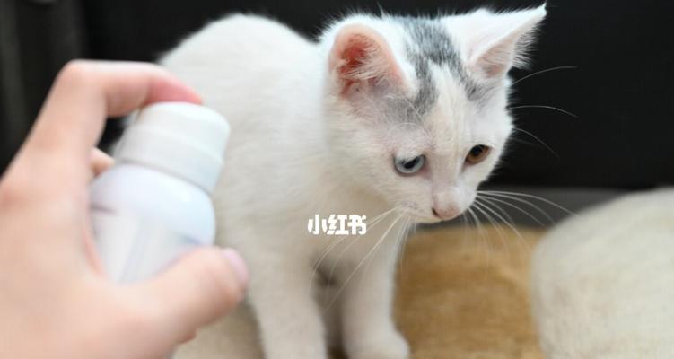 小猫皮肤护理指南（宠物护理必备技巧）