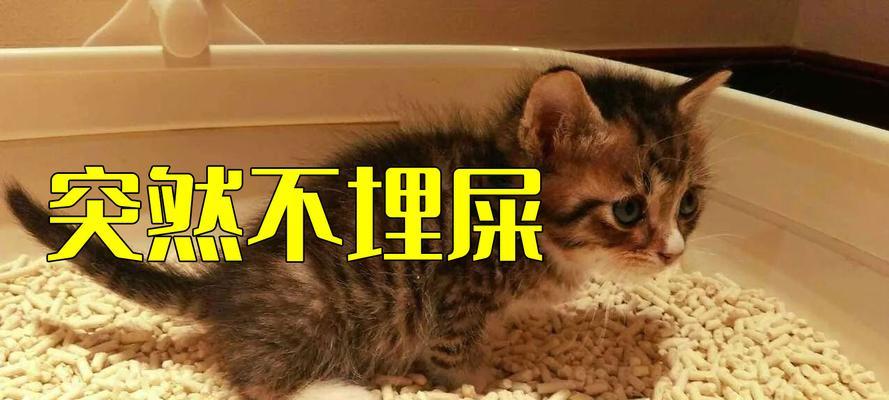 如何训练猫咪上厕所（宠物主人必备的引导技巧）