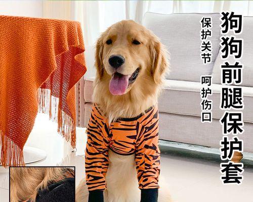 「爱犬教室」-狗狗坐着抬前腿的技巧（如何让你的狗狗优雅地坐着抬前腿）