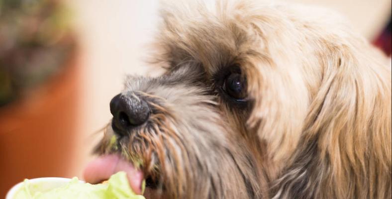 狗犬窝咳的饮食养护（以宠物为主）