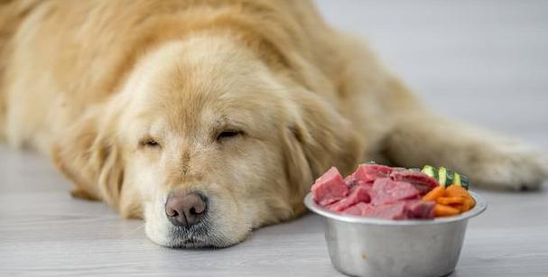 狗犬窝咳的饮食养护（以宠物为主）