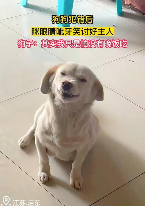 以狗呲牙为何物（揭开犬类语言的面纱——了解宠物狗的表情与身体语言）