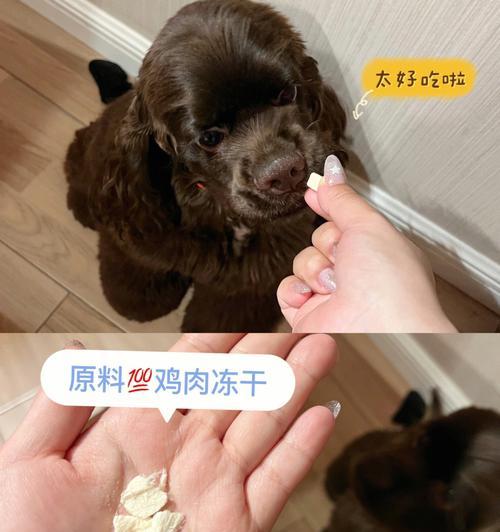 以换粮对狗狗好吗（宠物饲养需要注意的换粮问题）