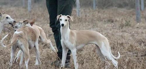 认识以惠比特为代表的伴侣犬品种（探究以惠比特犬为代表的犬种特点及饲养经验）