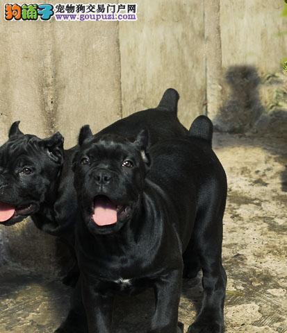 介绍卡斯罗犬的特点和饲养经验（介绍卡斯罗犬的特点和饲养经验）