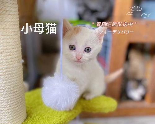 领养小猫，让爱在家中萌芽（从宠物领养角度看待小猫问题）