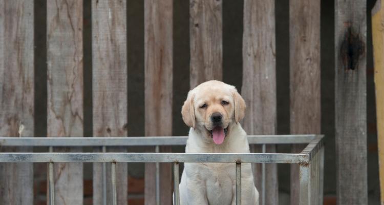 如何喂养拉拉幼犬（正确的饮食和营养）