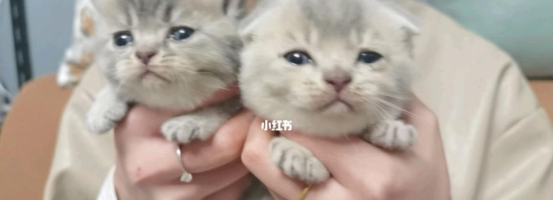 如何喂养满月小猫（让您的宠物健康成长的7大喂养技巧）