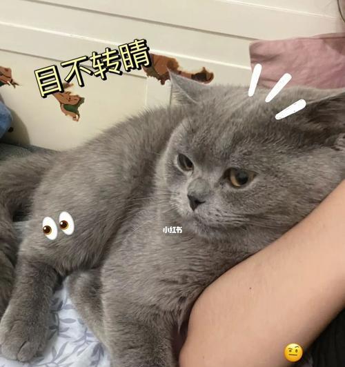 猫咪的健康全靠它，轻松预防猫哑声（宠物猫的饮食习惯对健康至关重要）